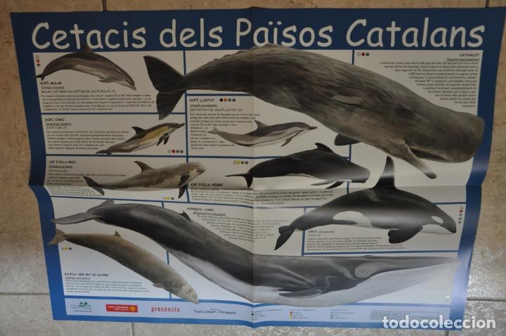 Carteles: poster cetasis dels paisos catalans - Foto 1