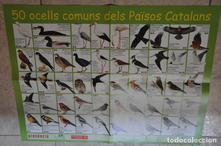 Carteles: poster 50 ocells comuns paisos catalans - Foto 1
