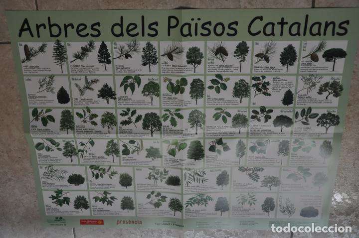 Carteles: poster arbres dels paisos catalans - Foto 1