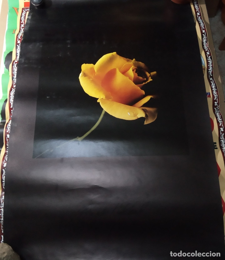 Carteles: ROSA AMARILLA.LAMINA DE ROSA.1995. - Foto 1