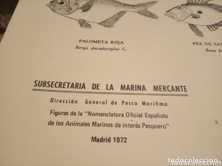 Carteles: Peces pesca Marina - Foto 2
