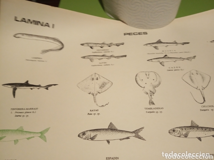 Carteles: Peces pesca Marina - Foto 3