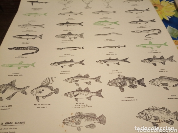 Carteles: Peces pesca Marina - Foto 4