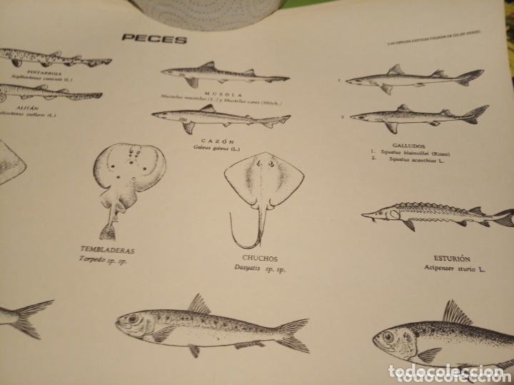 Carteles: Peces pesca Marina - Foto 5