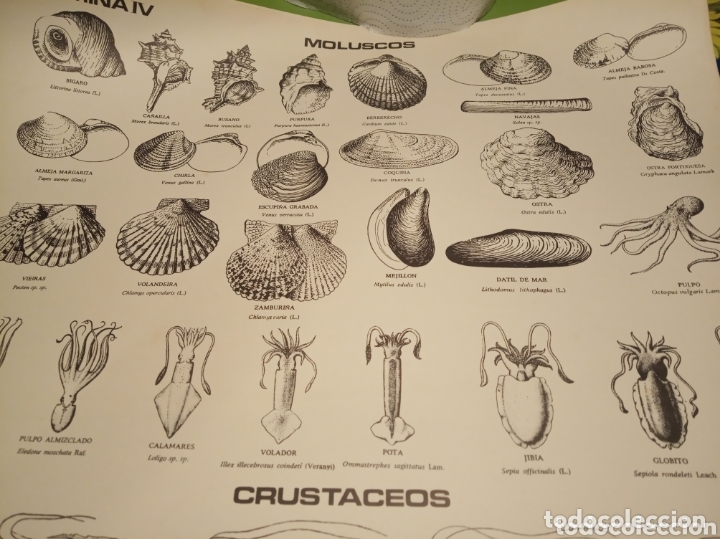 Carteles: Peces pesca Marina - Foto 7