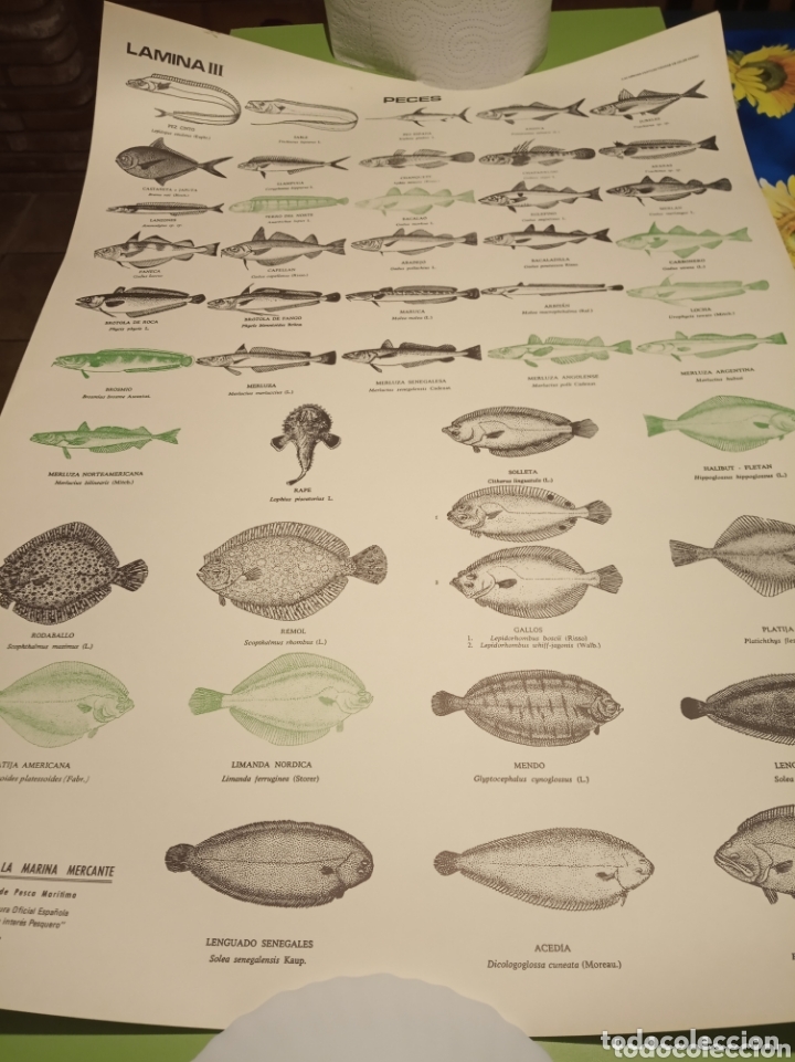 Carteles: Peces pesca Marina - Foto 9