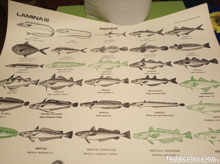 Carteles: Peces pesca Marina - Foto 10