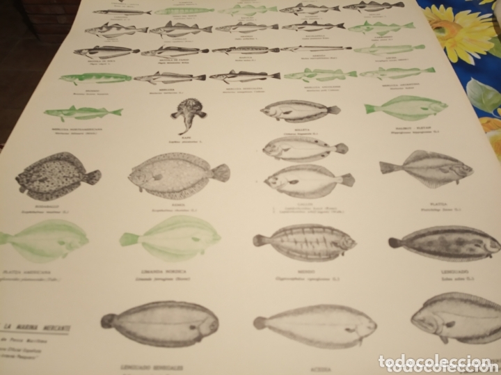 Carteles: Peces pesca Marina - Foto 11