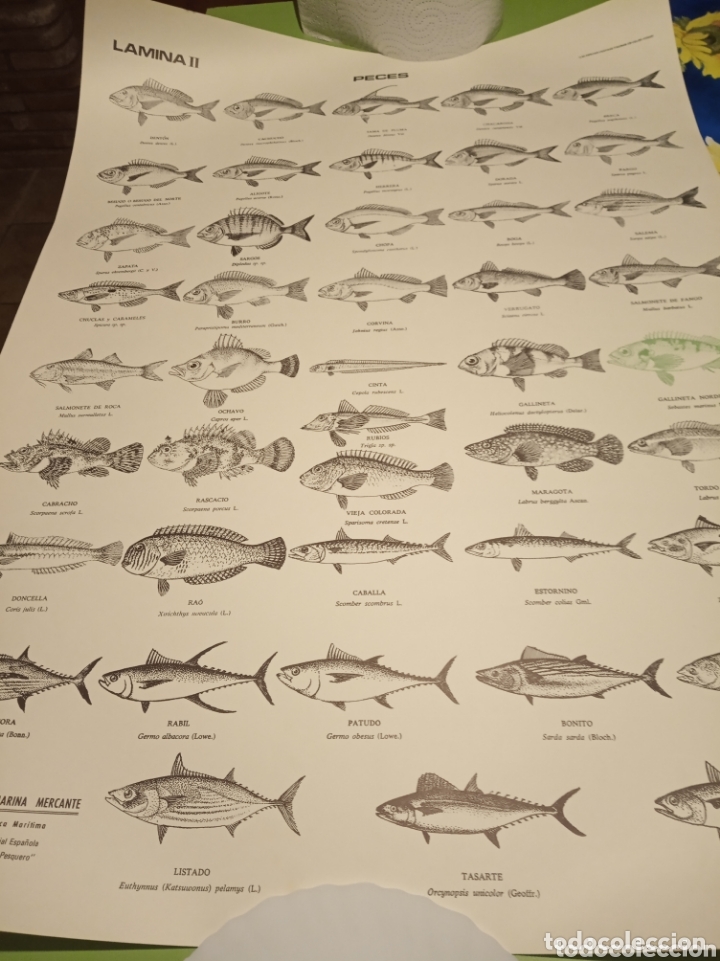 Carteles: Peces pesca Marina - Foto 12