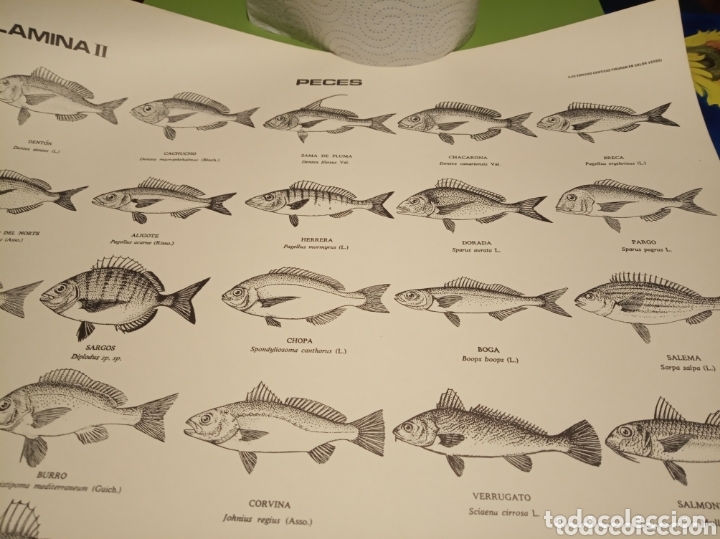 Carteles: Peces pesca Marina - Foto 13