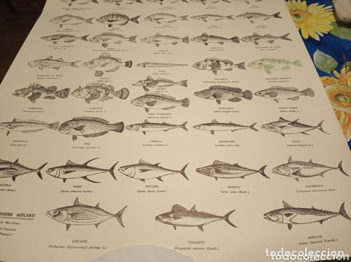 Carteles: Peces pesca Marina - Foto 14