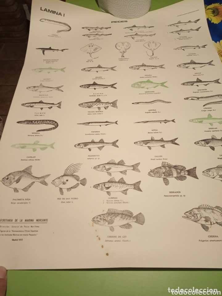 Carteles: Peces pesca Marina - Foto 1