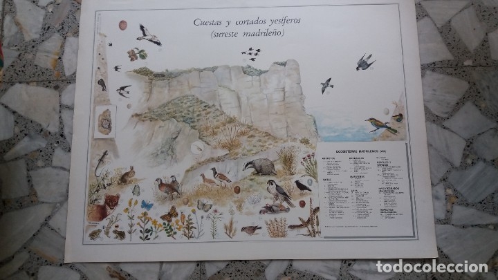 Carteles: Carteles Laminas ecosistemas Espa&ntilde;a - Foto 1