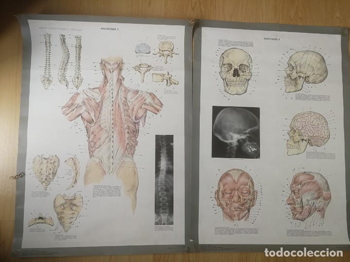 Carteles: 2 carteles  de 60x40 tema ANATOMIA 1 Y 2 - Foto 1