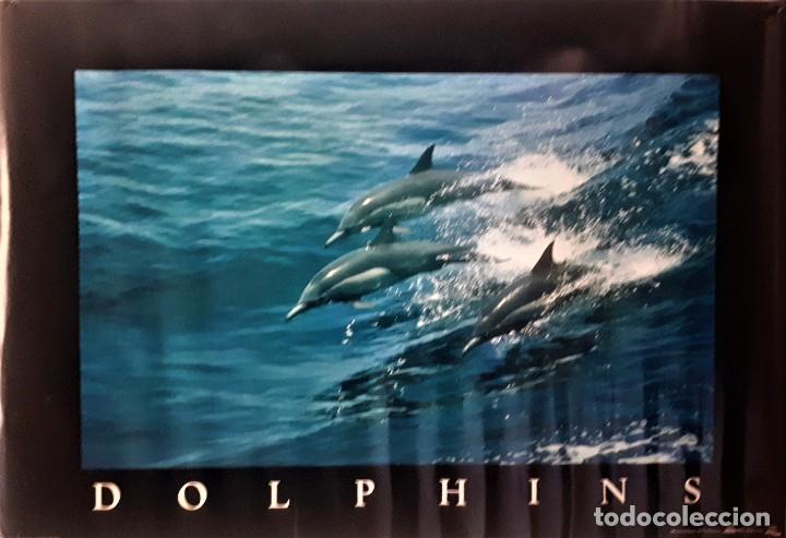 Carteles: CARTEL, P&Oacute;STER DOLPHINS FORMATO 99x68 CMS - Foto 1