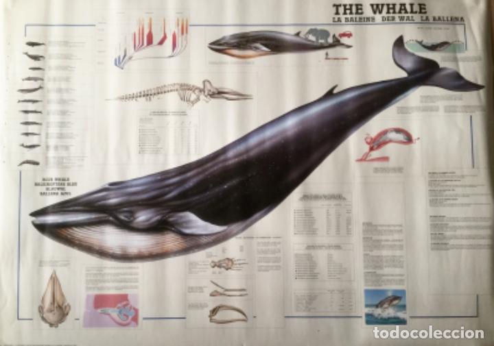 Carteles: Poster. La Ballena Ref: 3286. NUEVO - Foto 1