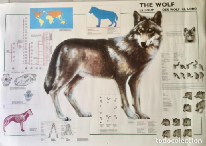 Carteles: Poster. El Lobo. Ref; 3288. NUEVO - Foto 1