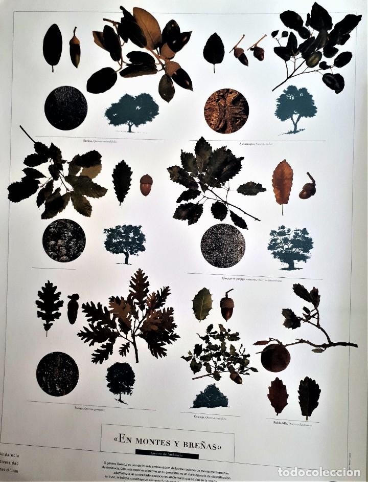Carteles: P&Oacute;STER QUERCUS DE ANDALUC&Iacute;A. EN MONTES Y BRE&Ntilde;AS. 60x45 cms - Foto 1
