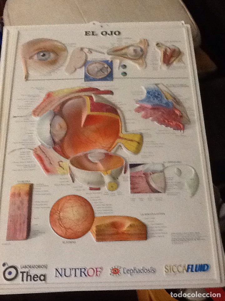 Carteles: CARTEL ESTRUCTURAR DEL OJO 66x48. Cm - Foto 1