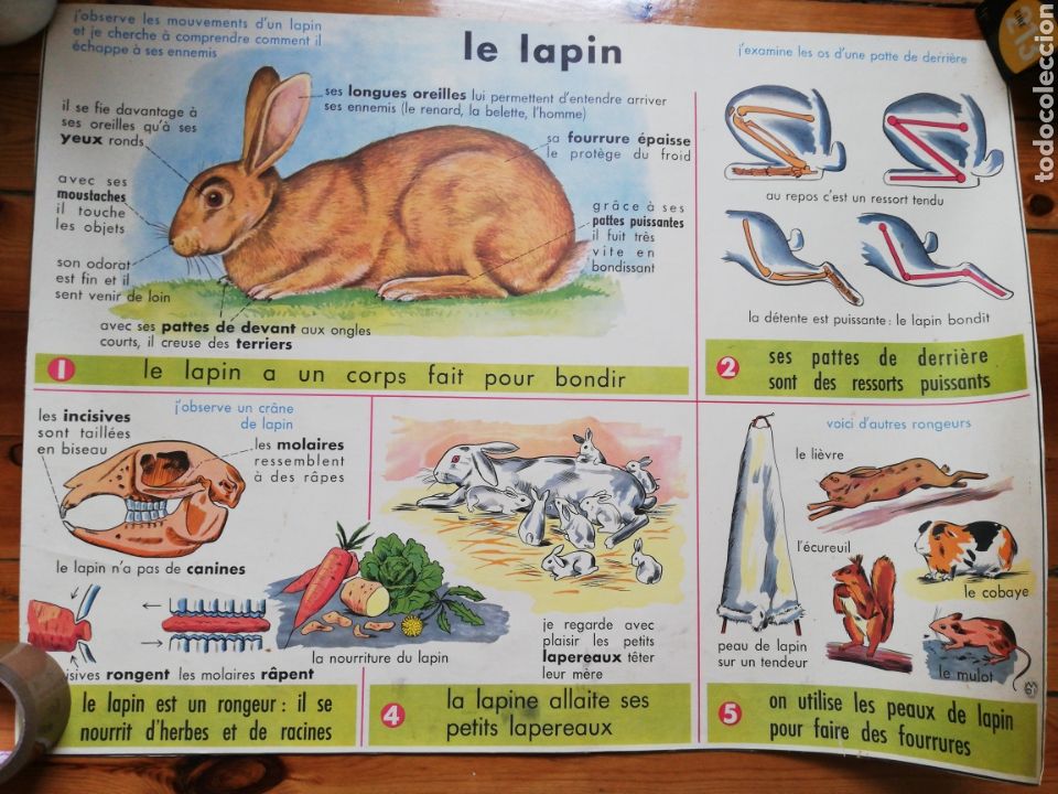 Carteles: Cartel escolar doble: el conejo /la arcilla 87x64 - Foto 1
