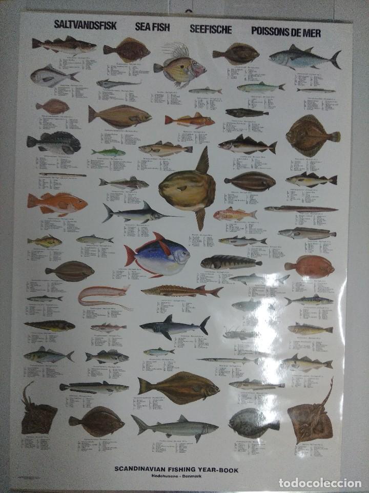 Carteles: POSTER PECES/TIBURONES-SALMONES. - Foto 1