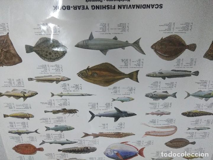 Carteles: POSTER PECES/TIBURONES-SALMONES. - Foto 2