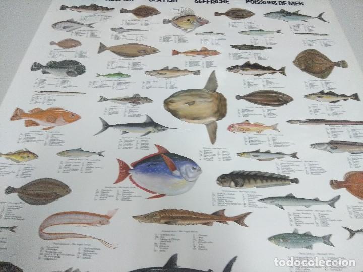 Carteles: POSTER PECES/TIBURONES-SALMONES. - Foto 3