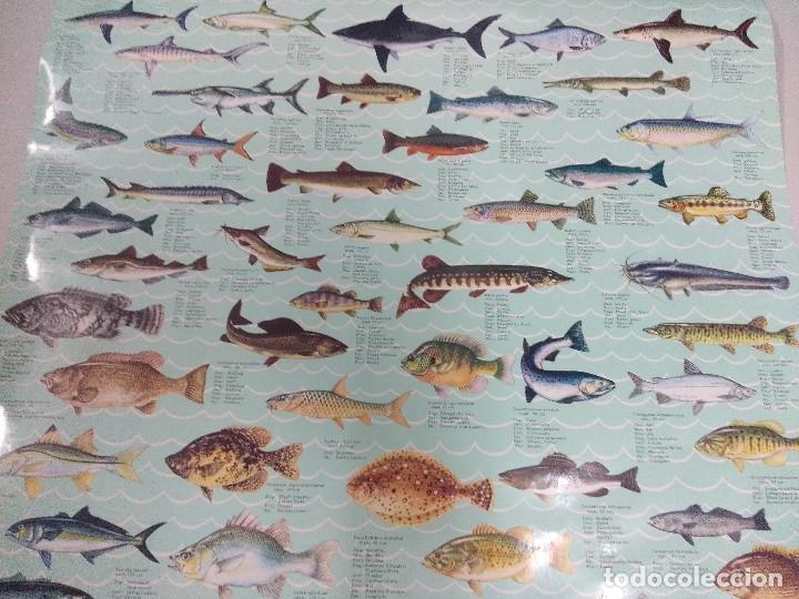Carteles: POSTER PECES/TIBURONES-SALMONES. - Foto 2