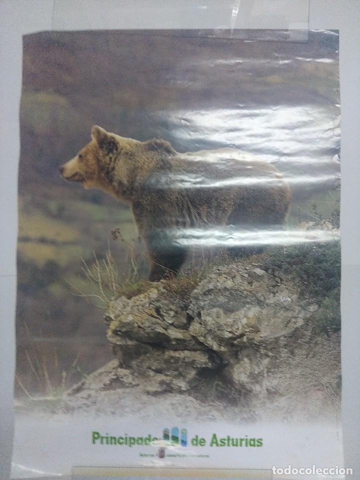 Carteles: POSTER OSO PRINCIPADO DE ASTURIAS. - Foto 1