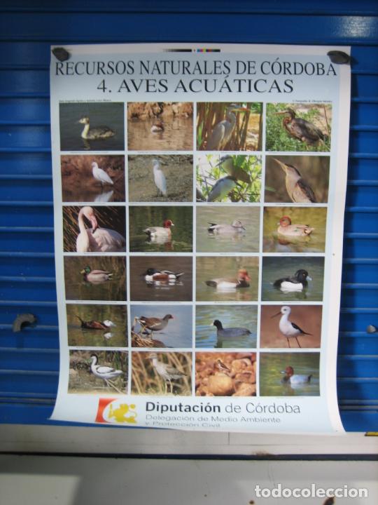 Carteles: Cartel Cordoba - Foto 1