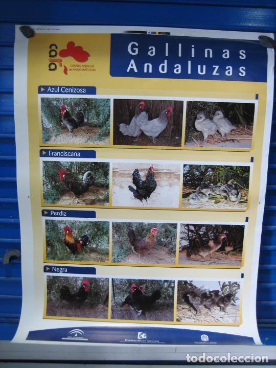 Carteles: Cartel Cordoba - Foto 1