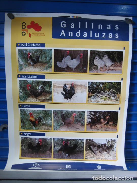 Carteles: Cartel Cordoba - Foto 1