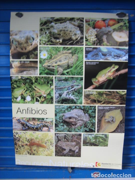 Carteles: Cartel Cordoba. - Foto 1
