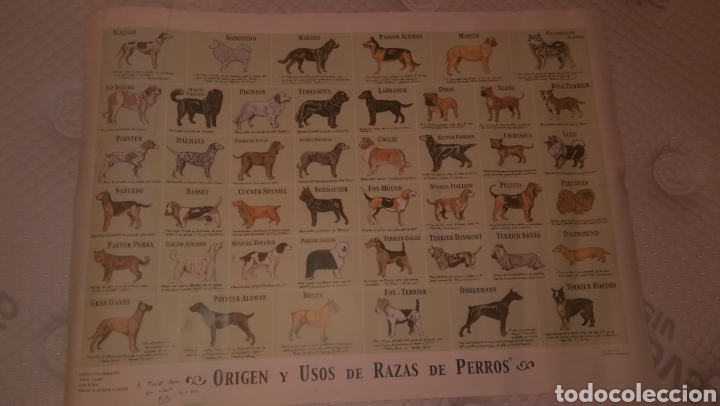 Carteles: Cartel de papel razas de perro bonito - Foto 1