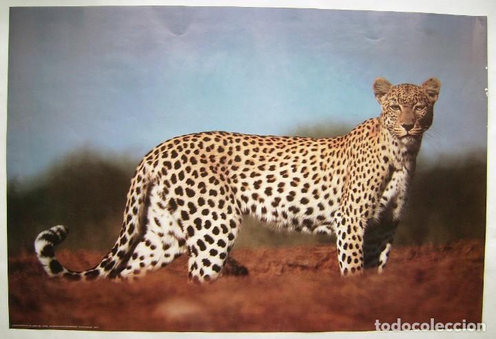 Carteles: LEOPARDO. P&Oacute;STER 59,5 X 89 cms. - Foto 1