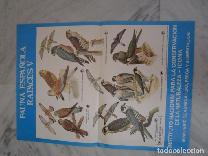 Carteles: fauna espa&ntilde;ola: aves rapaces (V) - Foto 1