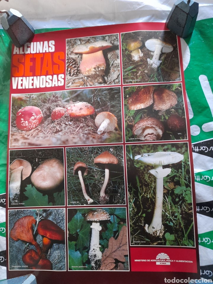 Carteles: Cartel de Icona, Algunas setas venenosas - Foto 1