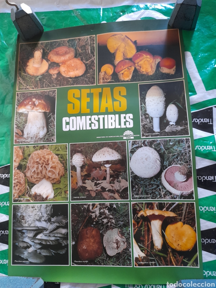 Carteles: Cartel de Icona, Setas comestibles - Foto 1
