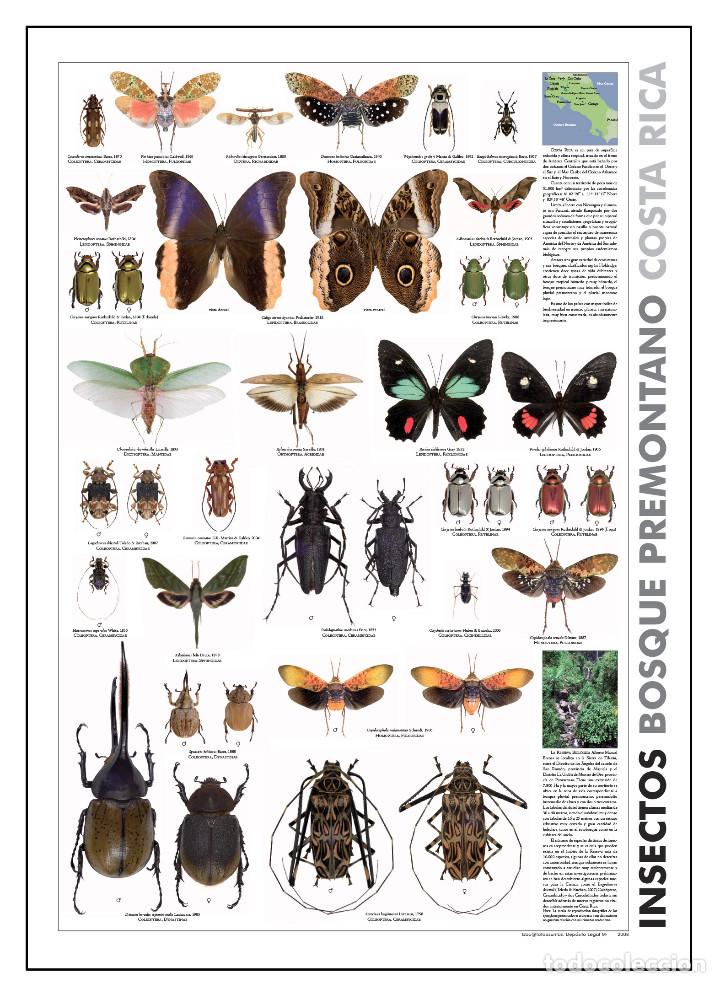 Carteles: Cartel de insectos - Foto 1