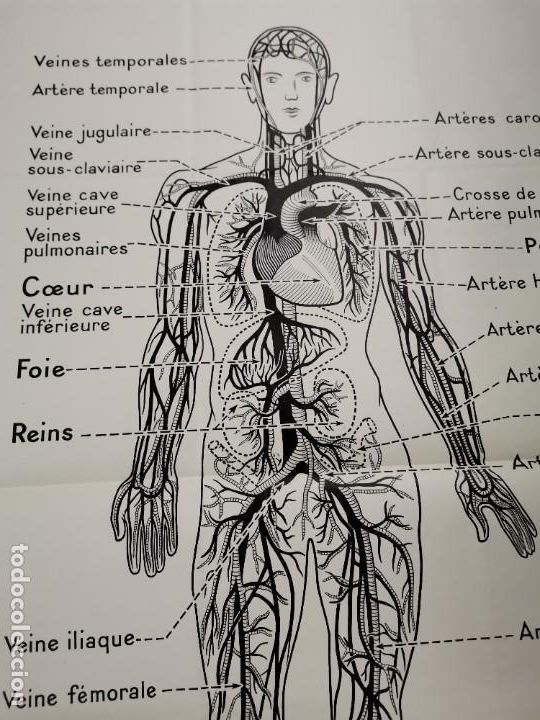 Carteles: CARTEL GRAN FORMATO, LA CIRCULATION DU SANG. A. HATIER. PARIS. - Foto 2