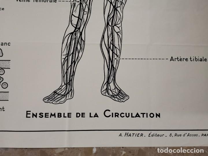 Carteles: CARTEL GRAN FORMATO, LA CIRCULATION DU SANG. A. HATIER. PARIS. - Foto 4