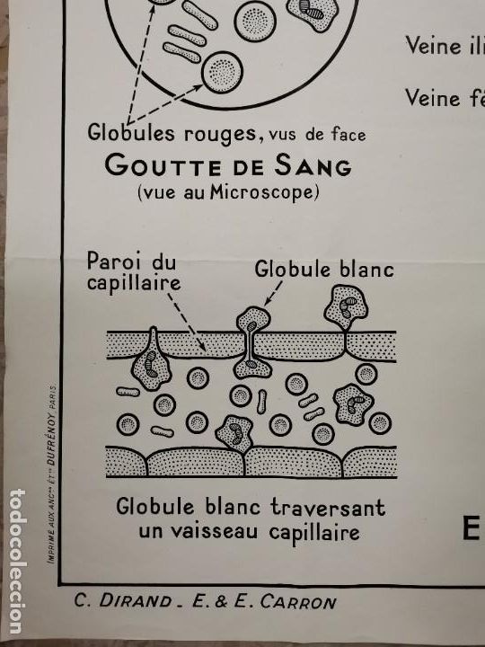Carteles: CARTEL GRAN FORMATO, LA CIRCULATION DU SANG. A. HATIER. PARIS. - Foto 5