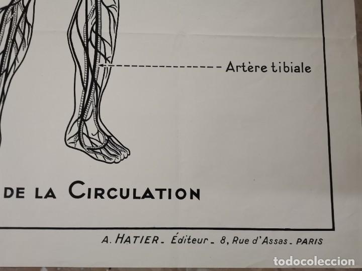 Carteles: CARTEL GRAN FORMATO, LA CIRCULATION DU SANG. A. HATIER. PARIS. - Foto 6