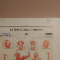 Carteles: CARTEL POSTER EL CUERPO HUMANO - LA MUSCULATURA HUMANA.PFIZER.ESPAÑA