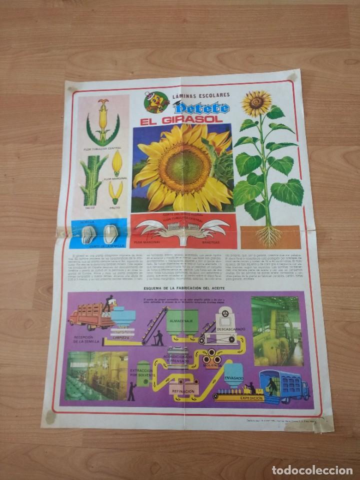 Carteles: POSTER PETETE EL GIRASOL - Foto 1
