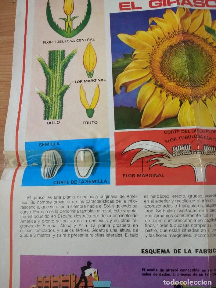 Carteles: POSTER PETETE EL GIRASOL - Foto 2