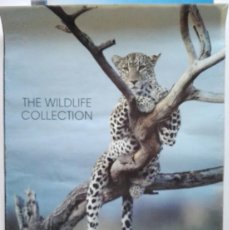 Carteles: POSTER - THE WILDLIFE COLLECTION - 89 X 62. LEOPARD - PANTHERA PARDUS. PHOTOGRAPHY BY ANUP SHAH.