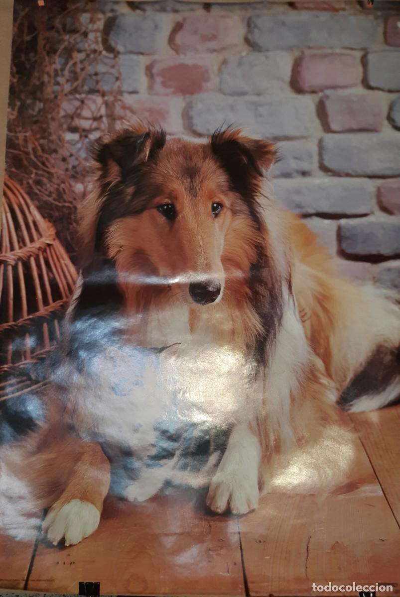 Carteles: POSTER COLLIE. - Foto 1