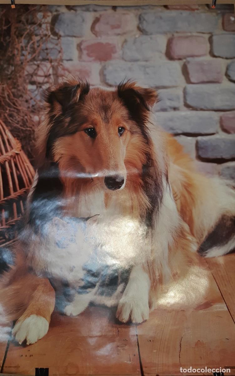 Carteles: POSTER COLLIE. - Foto 2