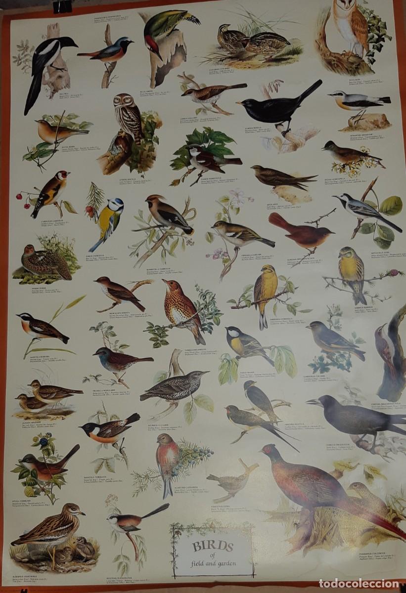 Carteles: POSTER AVES, UK. MAGNIFICO. - Foto 1